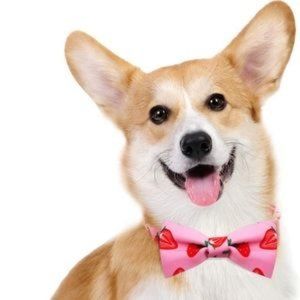 XS Pink red Strawberry dog collar Azuna adjustable Dog Collar